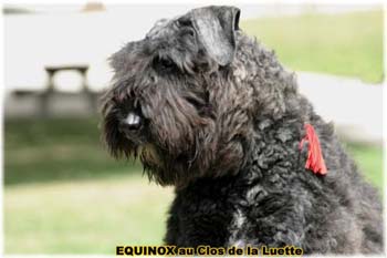  Bouvier des Flandres expositions tous prim&eacute;s